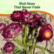 Helichrysum Purple-Red Everlasting Dried Flower Seeds