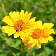 Heliopsis Summer Sun Bright Yellow Perennial Bloom Seeds