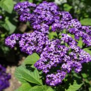 Heliotropium Marine Fragrant Deep Purple Bloom Flower Seeds