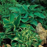 Hosta American Seeds - Large Leaf Shade Garden Plant Seeds