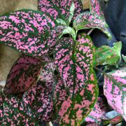 Hypoestes Pink Polka Dot Seeds - Freckled Leaf Shade Plant Seeds