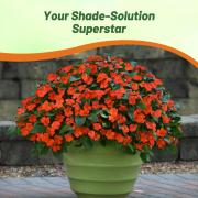 Impatiens Baby Orange - Bright Orange Shade Bloom Flower Seeds