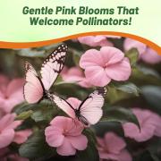 Impatiens Baby Pink - Soft Pastel Pink Shade Bloom Seeds