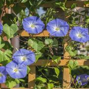 Morning Glory Heavenly Blue Vibrant Sky Blue Climbing Bloom Seeds