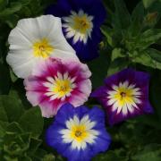 Morning Glory Ensign Mix Compact Dwarf Variety Bloom Seeds