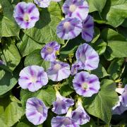 Morning Glory Caprice Fast Growing Climbing Bloom Seeds