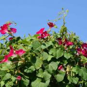 Morning Glory Crimson Rambler Deep Red Climbing Flower Seeds