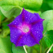 Morning Glory Grandpa Ott Classic Purple Heirloom Vine Seeds