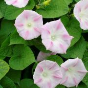 Morning Glory Shiva Bright and Bold Climbing Vine Seeds