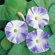 Morning Glory Flying Saucers Striking Blue and White Striped Seeds