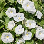 Morning Glory Ismay Rare Decorative Climbing Bloom Seeds