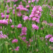 Statice Rose Soft Rosy Pink Bloom Seeds