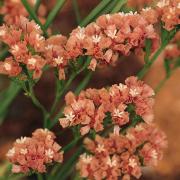 Statice Apricot Warm Peach-Toned Bloom Seeds