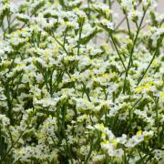 Statice White Elegant White Bloom Seeds