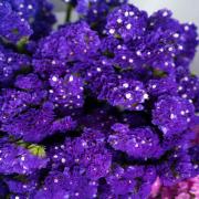 Statice Purple Deep Violet Bloom Seeds