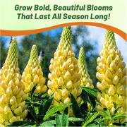 Lupine Chandelier - Tall Yellow Spiked Bloom Flower Seeds