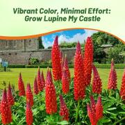 Lupine My Castle - Deep Red Perennial Bloom Flower Seeds