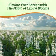 Lupine Noble Maiden - White Towering Wildflower Bloom Seeds