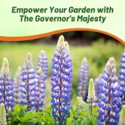 Lupine The Governor - Deep Blue Towering Bloom Flower Seeds