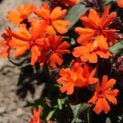 Lychnis Arkwrightii - Bright Orange Compact Bloom Seeds