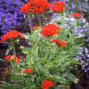 Lychnis Chalcedonica - Maltese Cross Scarlet Bloom Seeds