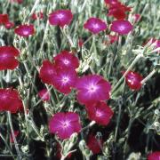 Lychnis Coronaria - Silene Rose Campion Perennial Bloom Seeds