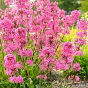 Lychnis Rosett - Rosy Pink Hardy Wildflower Bloom Seeds