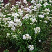 Lychnis Snowstar - Pure White Delicate Bloom Seeds