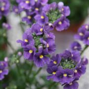 Nemesia Blue Gem Intense Blue Fragrant Bloom Seeds