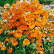 Nemesia Orange Prince Rich Orange Garden Bloom Seeds