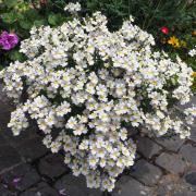 Nemesia White Knight Pure White Fragrant Bloom Seeds