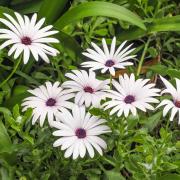 Osteospermum White Pure White Hardy Bloom Seeds