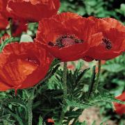 Poppy Orientale Beauty of Livermere Bold Red Majestic Bloom Seeds