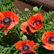 Poppy Orientale Orange Scarlet Fiery Orange-Red Bloom Seeds