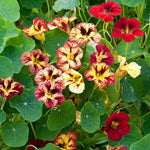 flowers high quality flower seeds for growing vibrant and colorful blooms in home gardens and landscapes organic flowers premium organic flower seeds for sustainable gardening and beautiful blossoms suitable for all climates