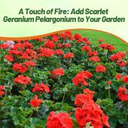 Geranium Scarlet Bright Red Bloom Flower Seeds