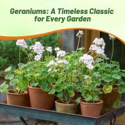 Geranium White Elegant Pure Bloom Flower Seeds