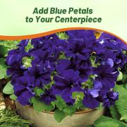 Petunia Grandiflora Blue Large Bloom Deep Blue Seeds