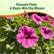 Petunia Grandiflora Pink Soft Pink Classic Bloom Seeds