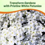 Petunia Grandiflora White Bright White Garden Bloom Seeds