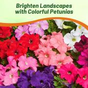 Petunia Hybrida Mix Colorful Hybrid Hardy Bloom Seeds