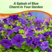 Petunia Multiflora Blue Vibrant Blue Multiflora Bloom Seeds