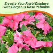 Petunia Multiflora Rose Deep Rose Flourishing Bloom Seeds