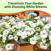 Petunia Multiflora White Crisp White Abundant Bloom Seeds