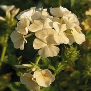 Phlox Yellow Soft Yellow Charming Bloom Seeds