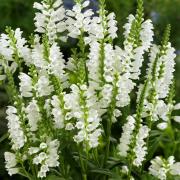 Obedient Plant White Pure White Spiky Bloom Seeds