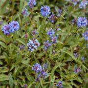 Polemonium Blue Vibrant Blue Hardy Bloom Seeds