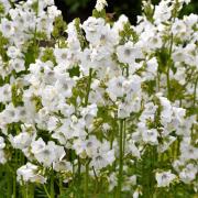 Polemonium White Crisp White Delicate Bloom Seeds