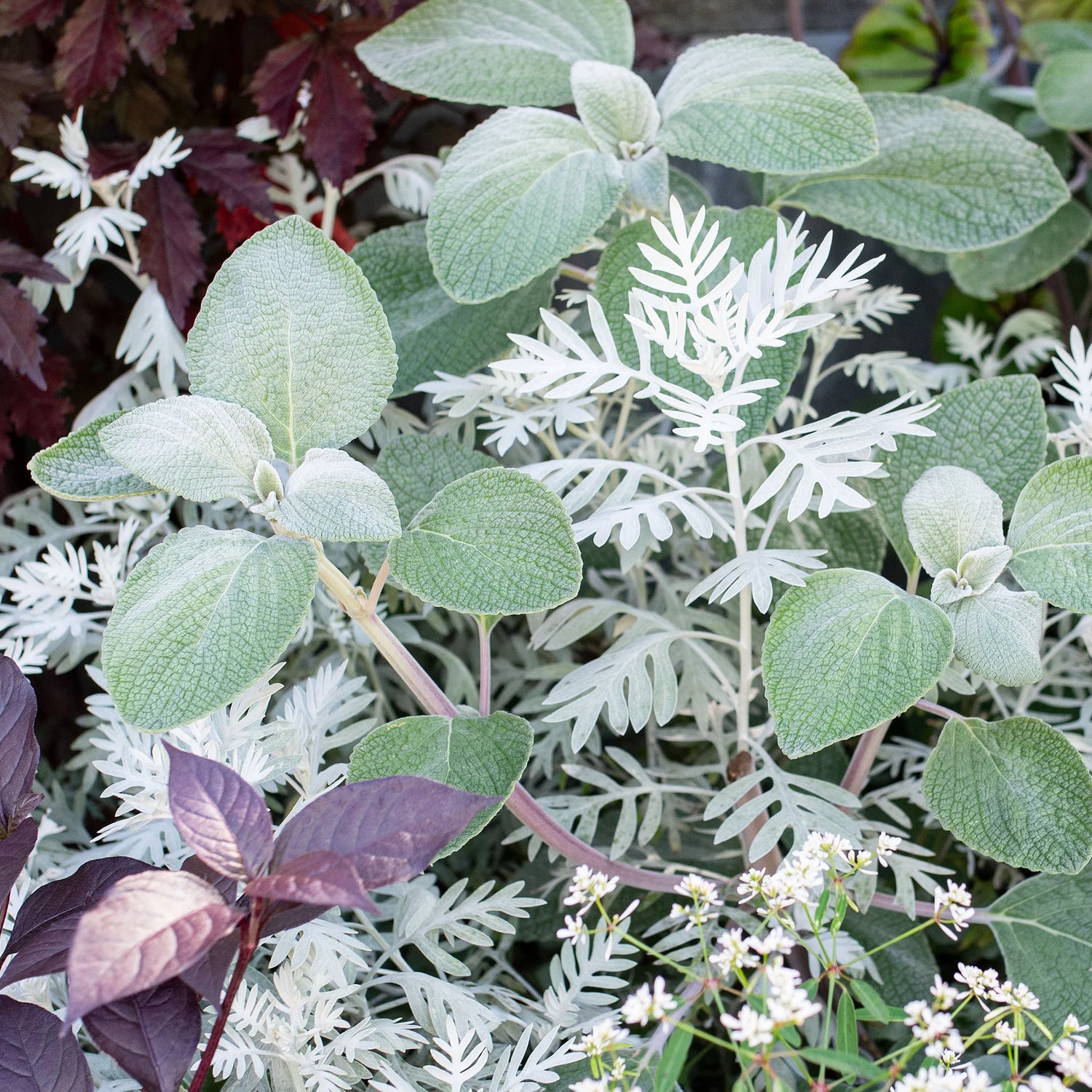 Plectranthus Silver Shield Seeds