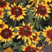 Rudbeckia Hirta Autumn Forest Warm Toned Sunset Bloom Seeds